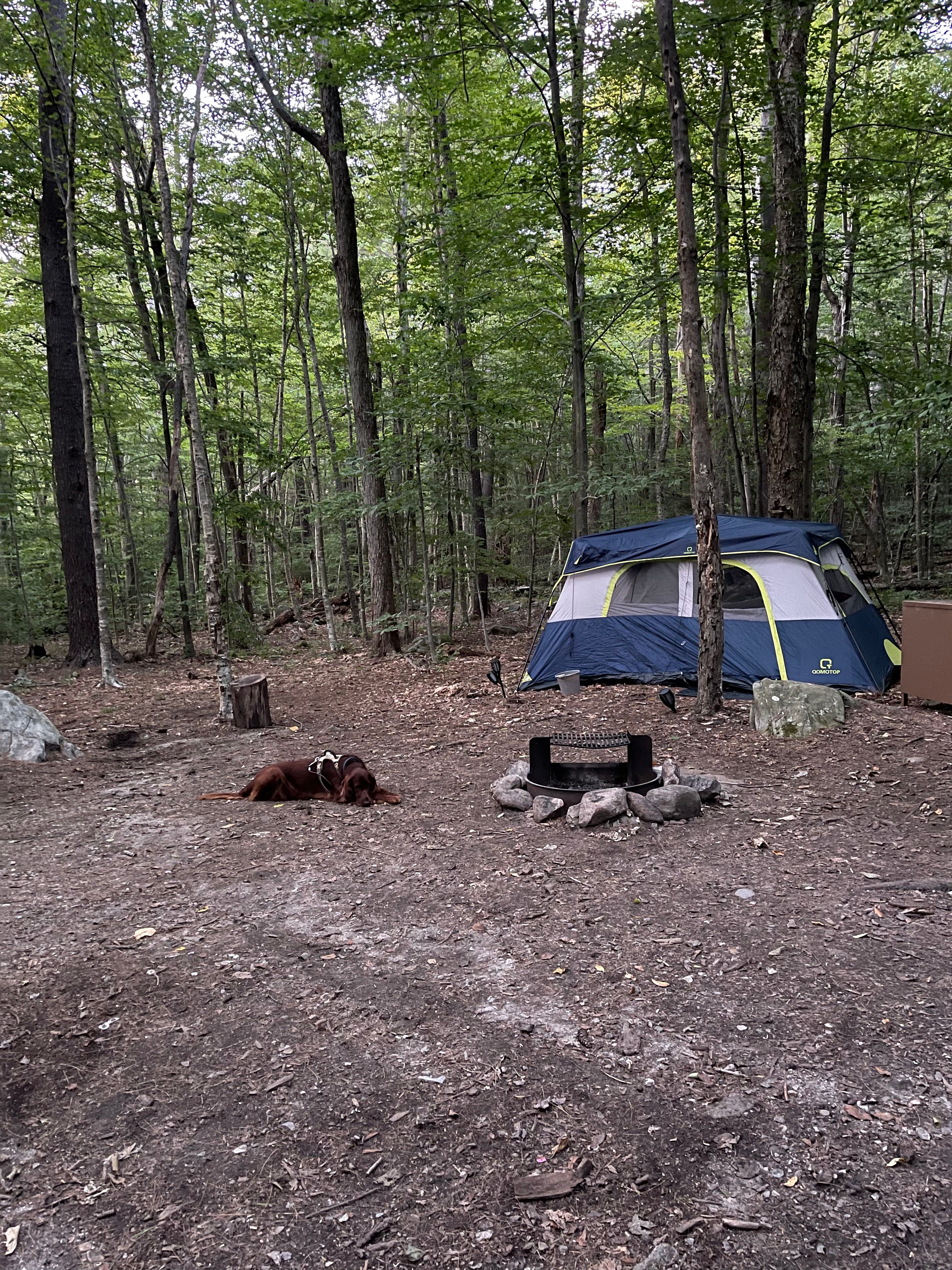Camper submitted image from Tolland State Forest - 2