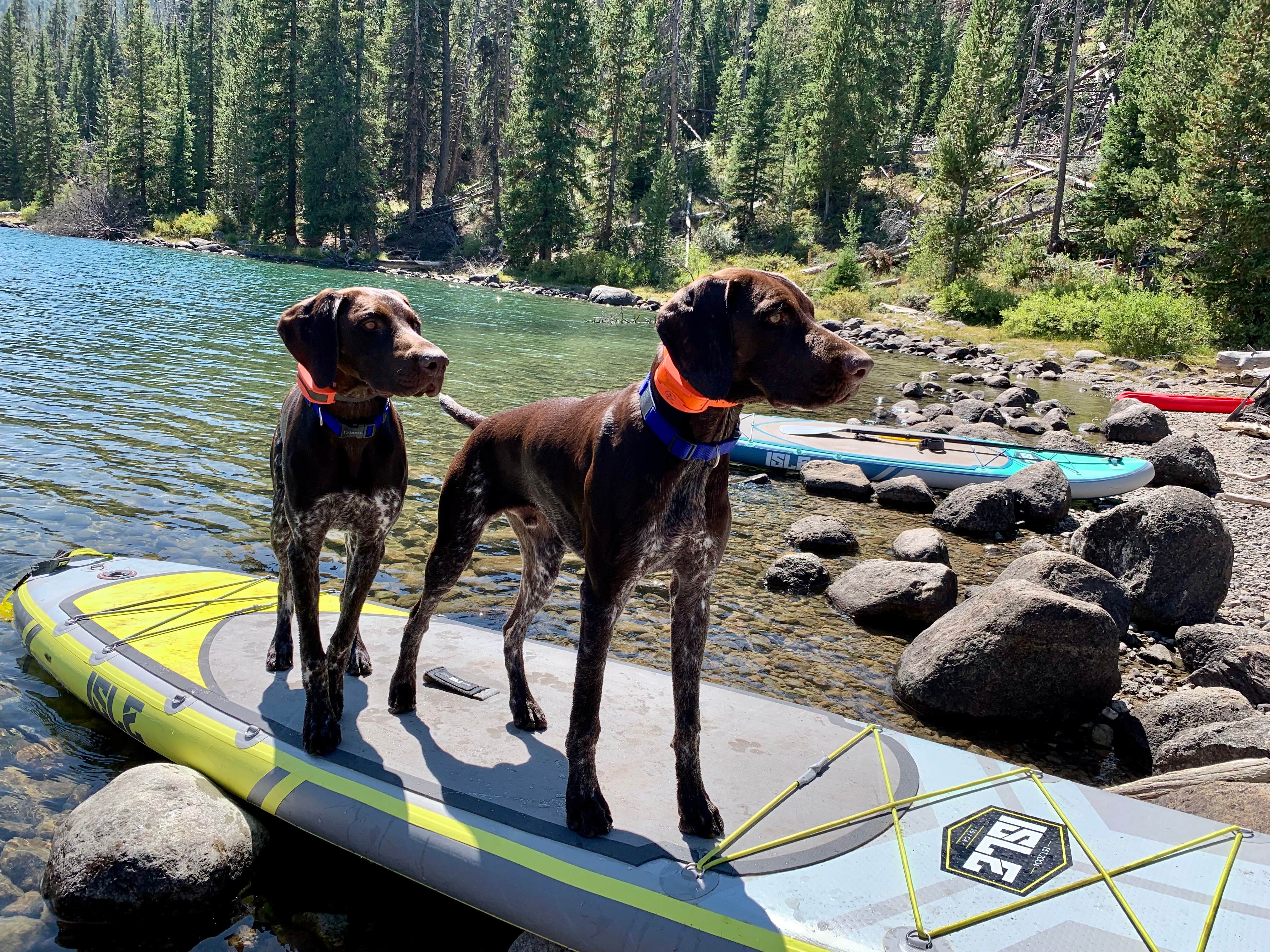 Molly P.'s photo of camping with pets at Green River Lakes Campground near Cora, WY