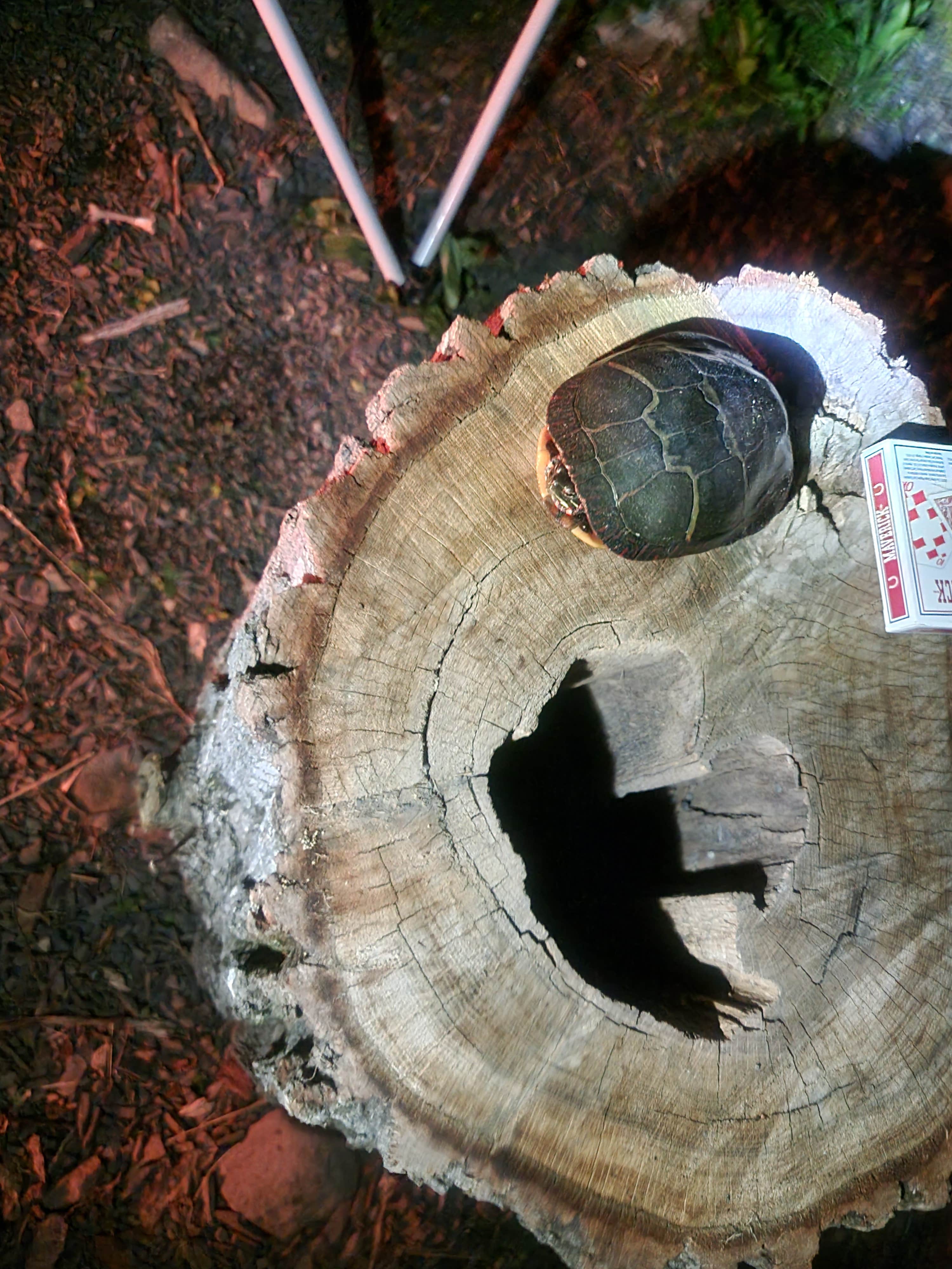 William W.'s photo of camping with pets at High Point State Park Campground in New Jersey
