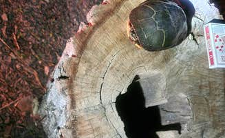 William W.'s photo of camping with pets at High Point State Park Campground near Delaware Water Gap National Recreation Area