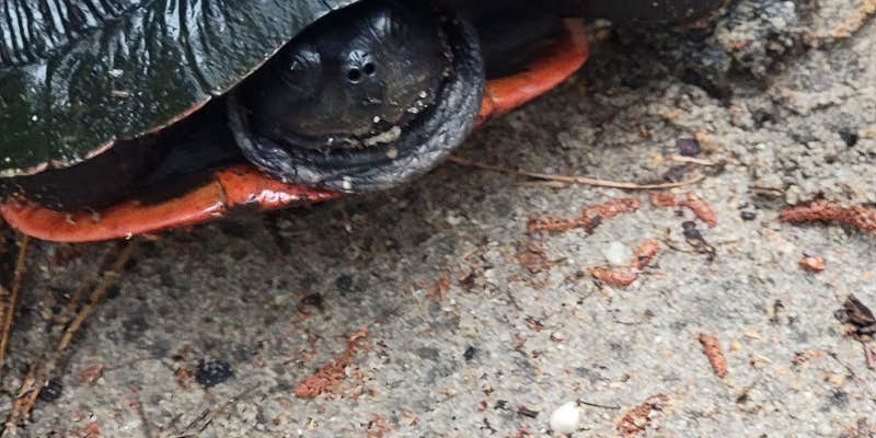 Camper submitted image from Parvin State Park Campground