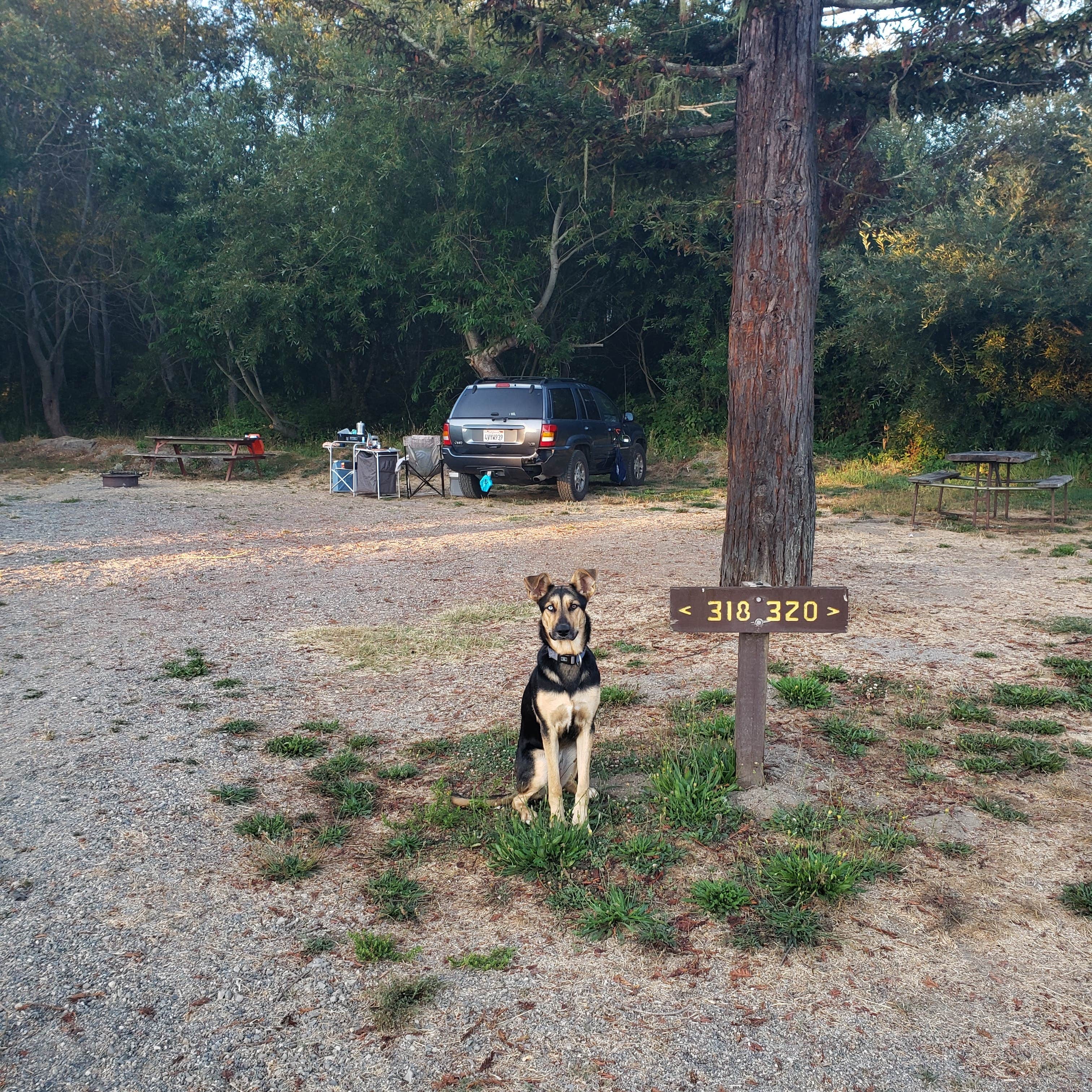 Jordan L.'s photo of camping with pets at Olema Campground near Golden Gate National Recreation Area