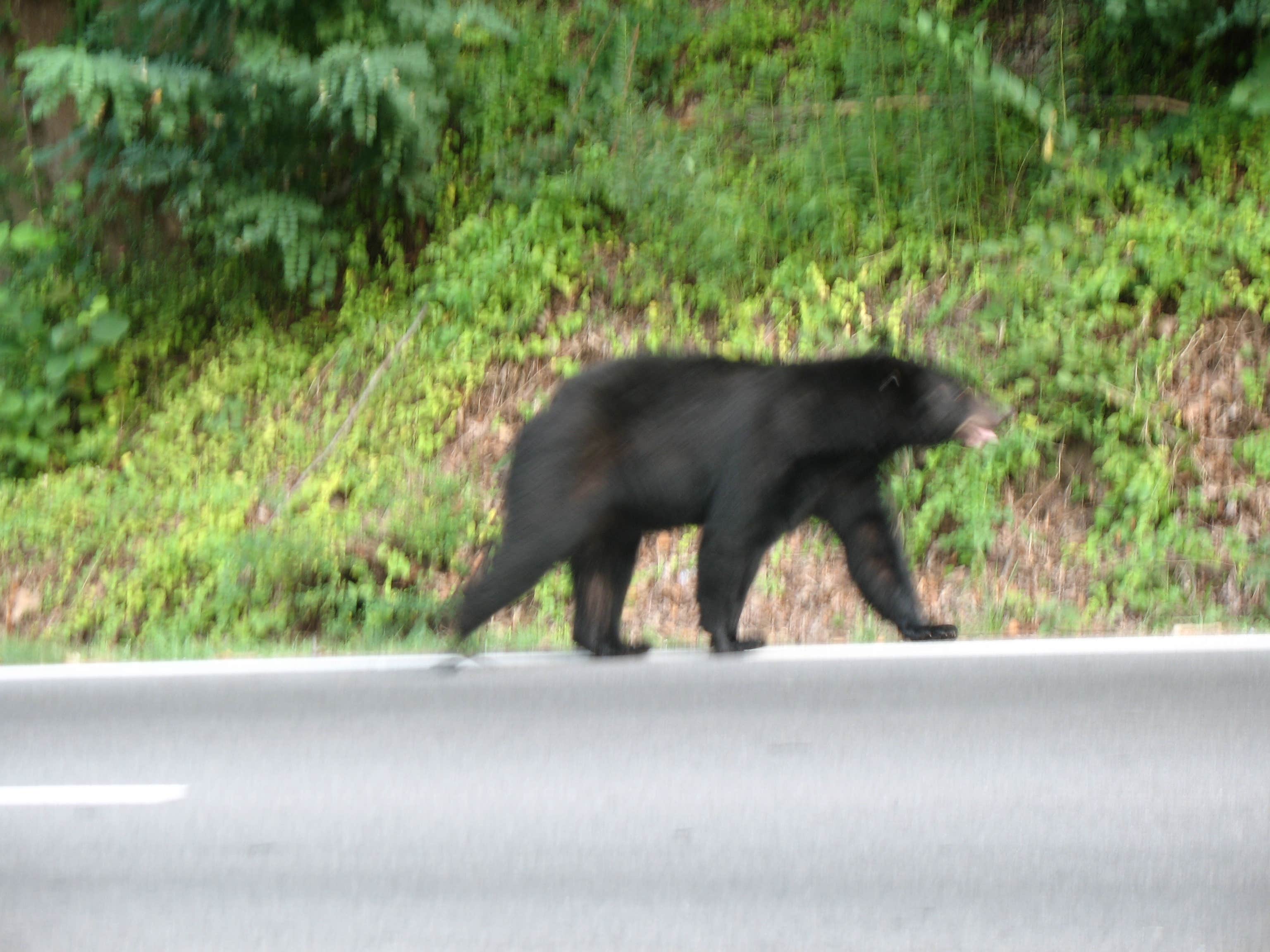 Camper submitted image from Smokemont Campground — Great Smoky Mountains National Park - 2