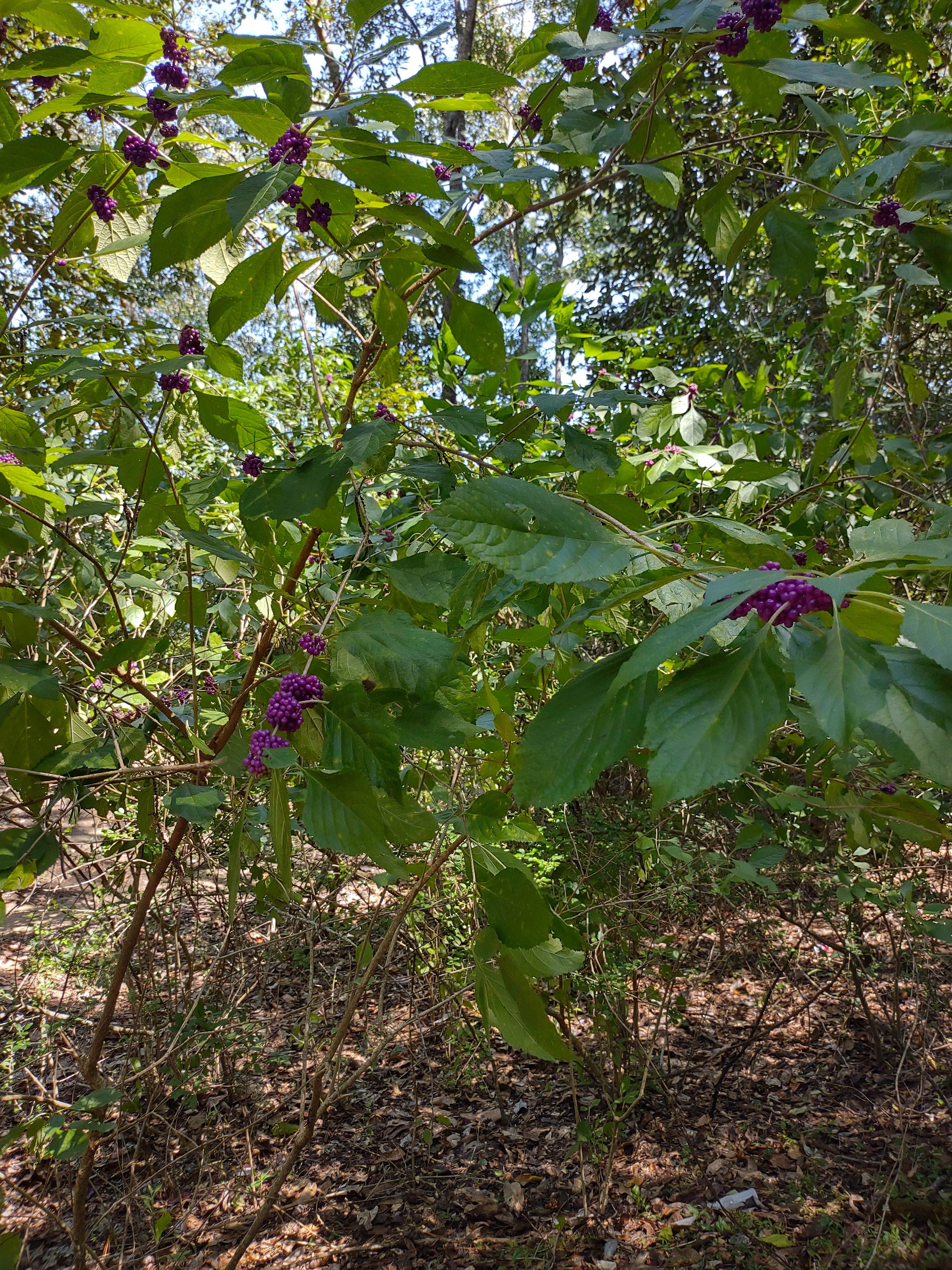 Camper-submitted photo at Pat Harrison Waterway District Flint Creek Water Park near De Soto National Forest