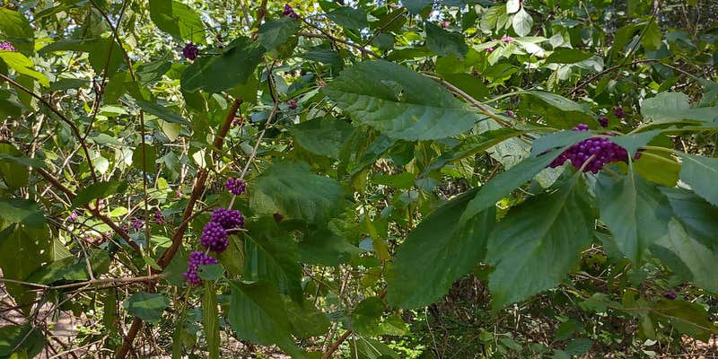 Camper submitted image from Pat Harrison Waterway District Flint Creek Water Park