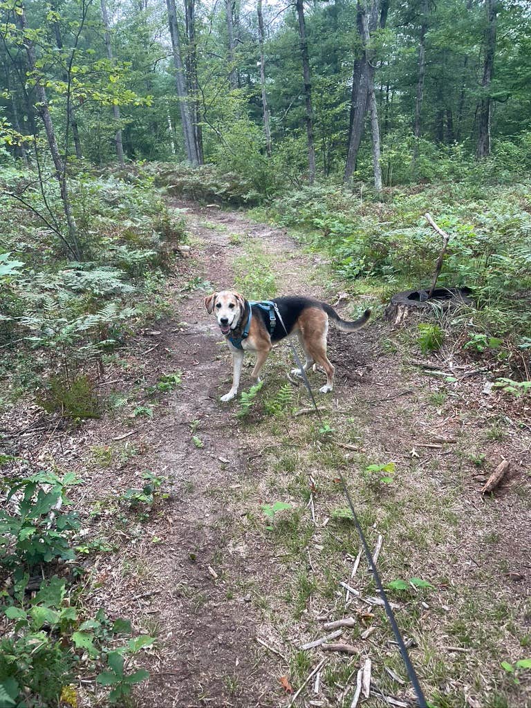 Jake P.'s photo of camping with pets at The Lost Oak's Campground near Clare, MI