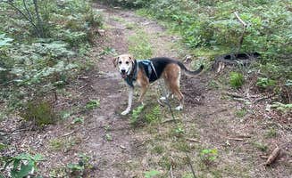 Jake P.'s photo of camping with pets at The Lost Oak's Campground near Evart, MI