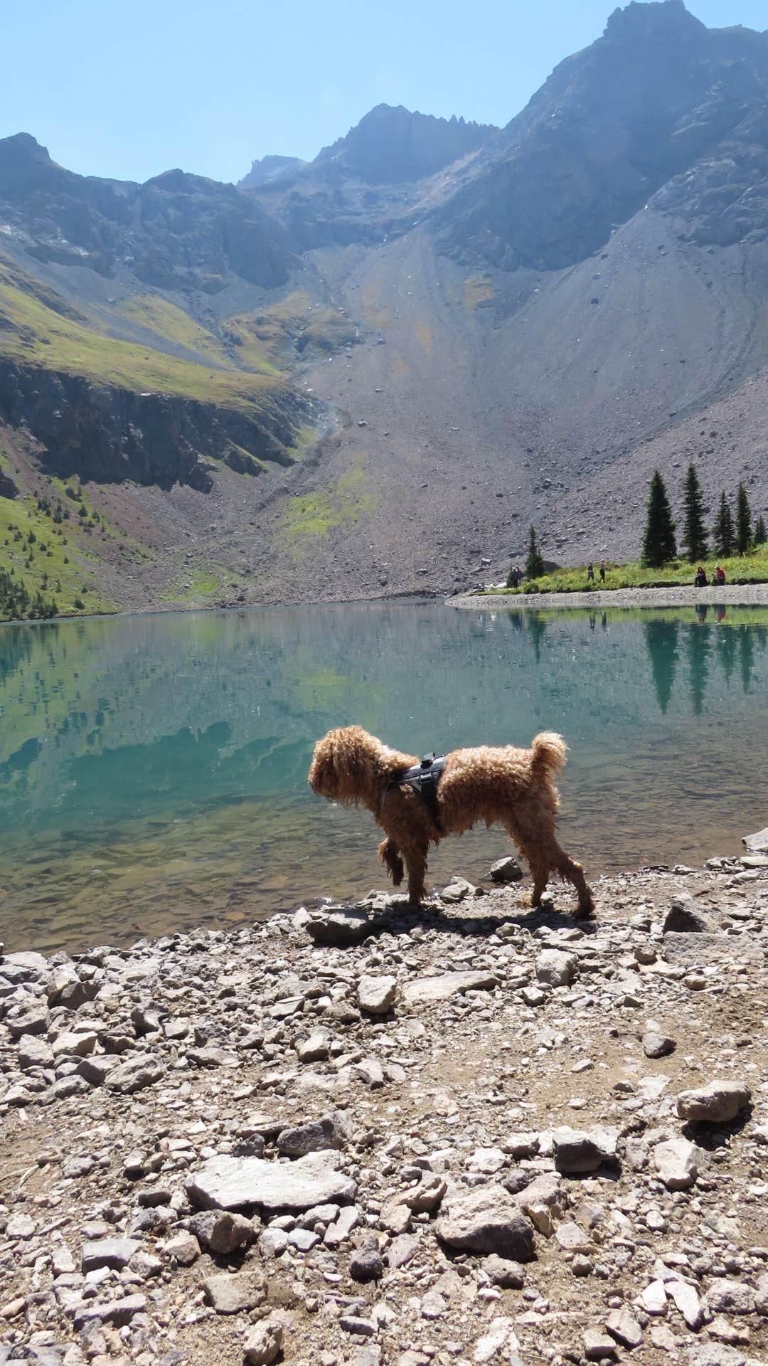 Josh's photo of camping with pets at Blue Lake Dispersed Camping- CLOSED near Ouray, CO
