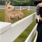 Review photo of Heritage Farm Alpaca Experience by Nomad Nurse Z , September 10, 2021