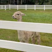Review photo of Heritage Farm Alpaca Experience by Nomad Nurse Z , September 10, 2021