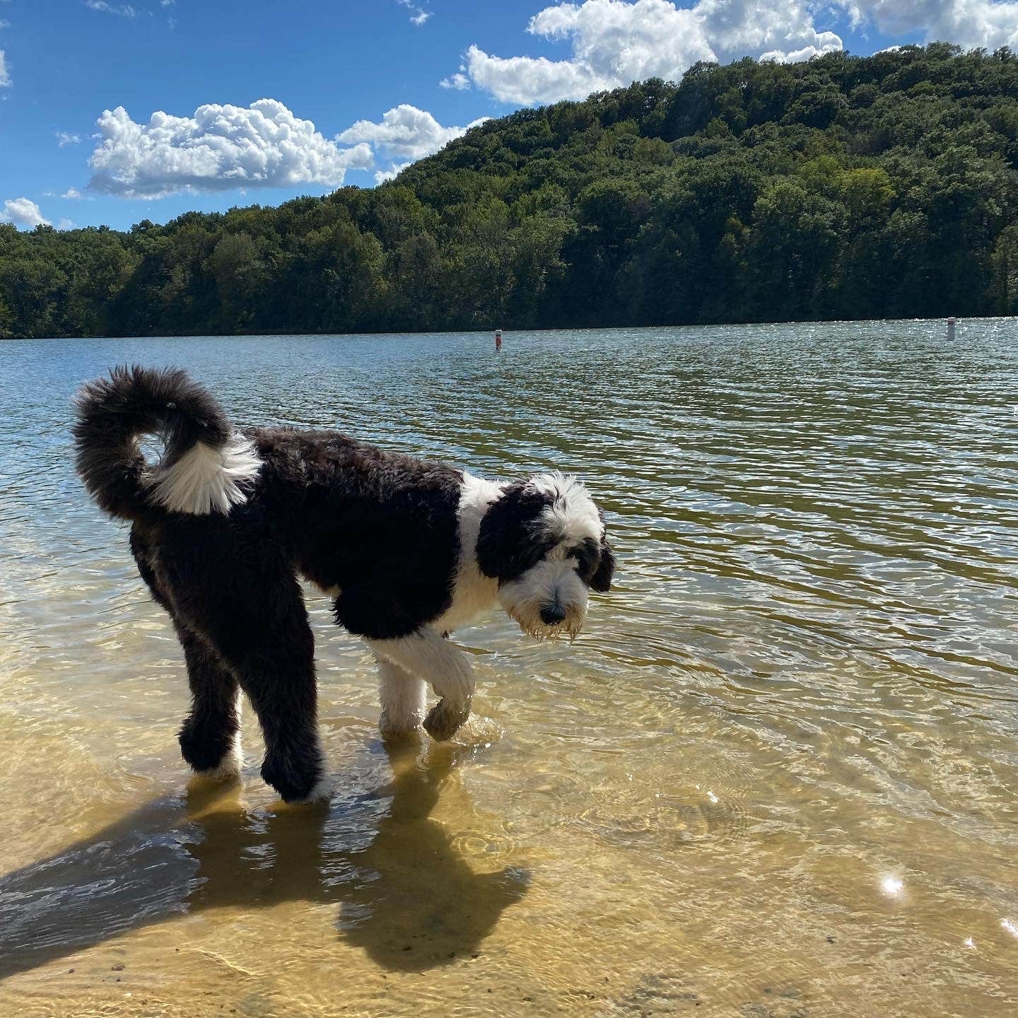 Heather M.'s photo of camping with pets at Twin Valley Campground — Governor Dodge State Park near Dodgeville, WI