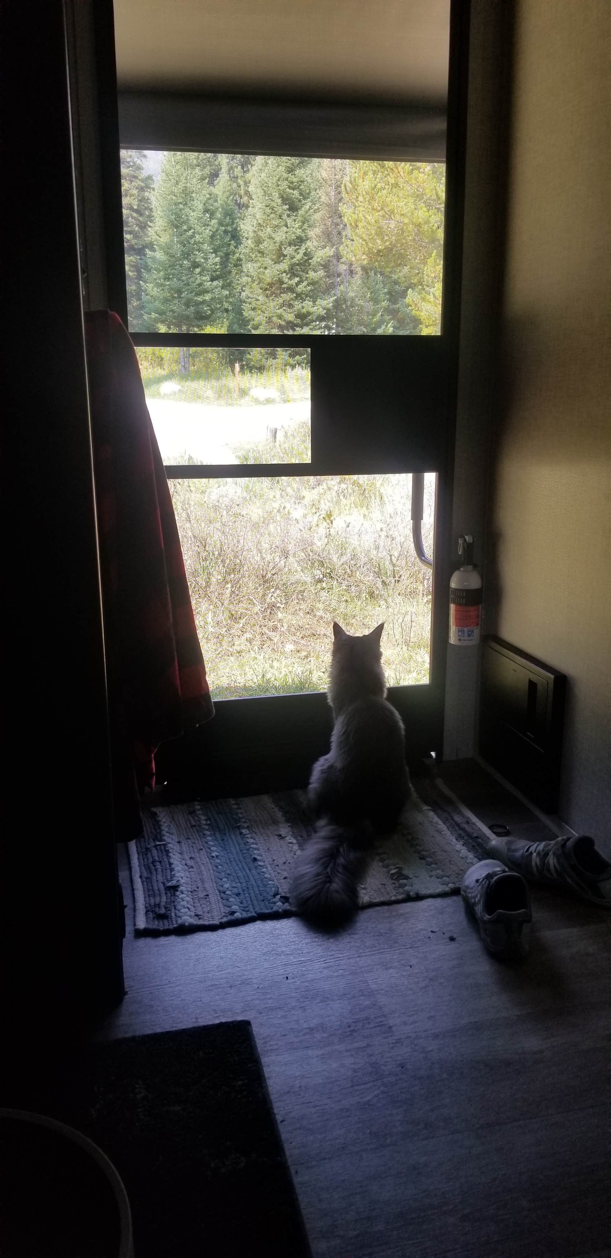 Jennifer K.'s photo of camping with pets at Granite Creek Campground near Bondurant, WY