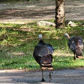 Review photo of Cedar Campground — Ludington State Park by Tara T., September 10, 2021