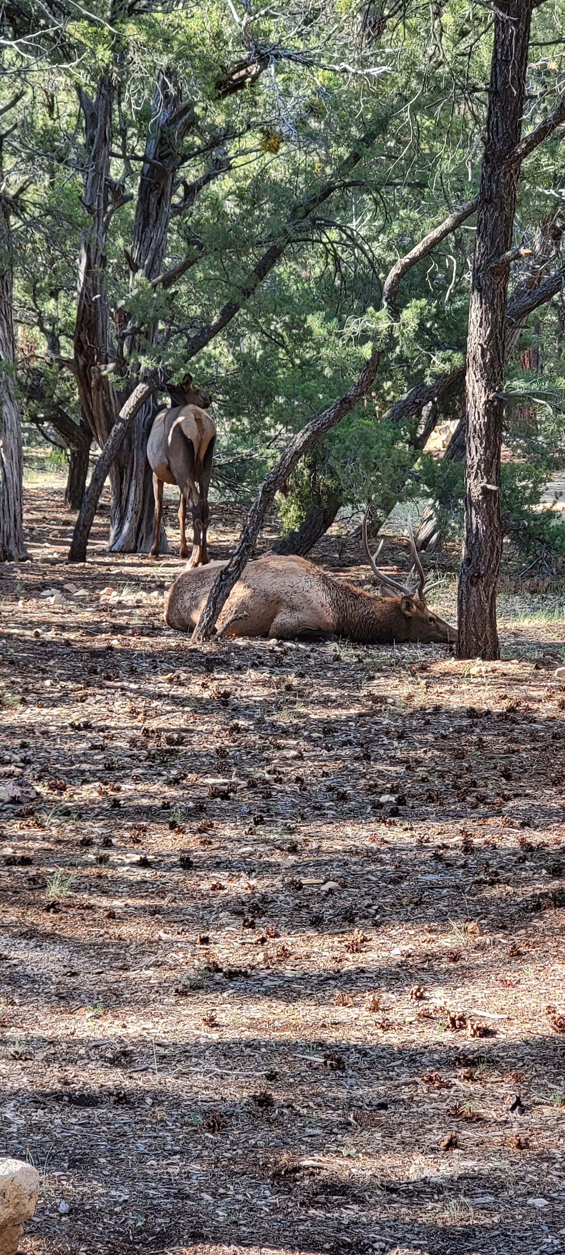 B O.'s photo of camping with a horse at Mather Campground — Grand Canyon National Park in Arizona