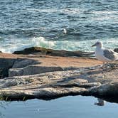 Review photo of Schoodic Woods Campground — Acadia National Park by LoneCamper C., September 11, 2021