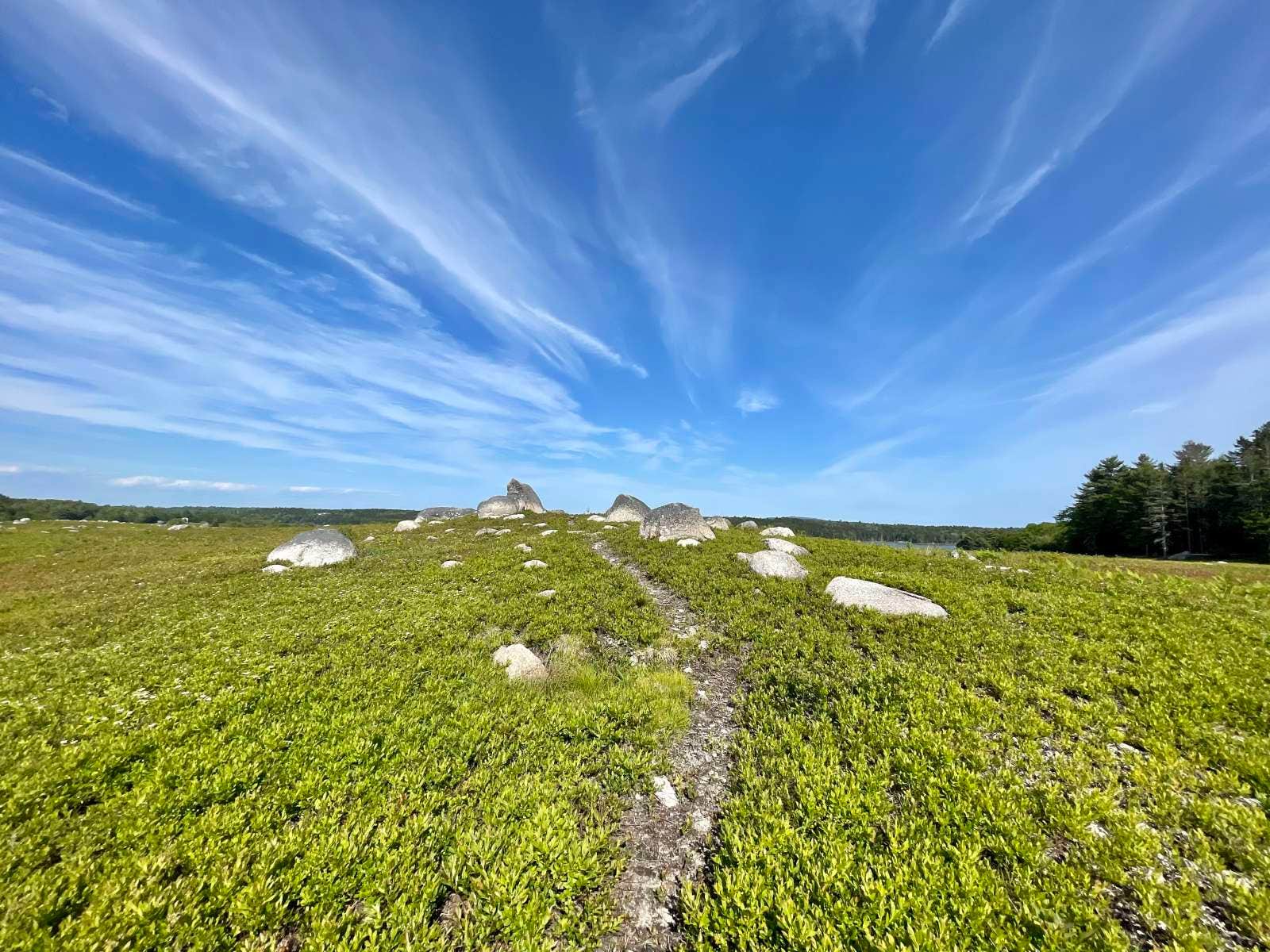 Camper submitted image from Maine Wild Blueberry Bliss - 1