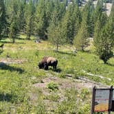 Review photo of Canyon Campground — Yellowstone National Park by Steve C., September 10, 2021