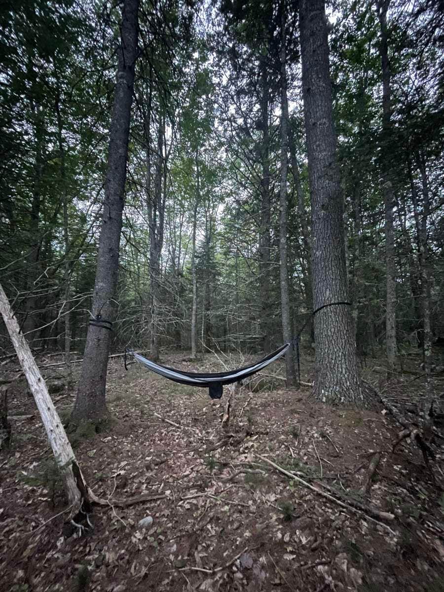 Wildberry Farm (Backyard Blueberries)