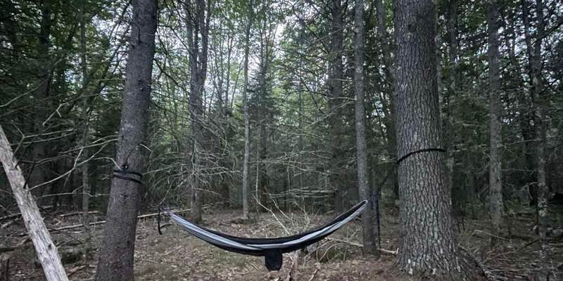 Camper submitted image from Wildberry Farm (Backyard Blueberries)