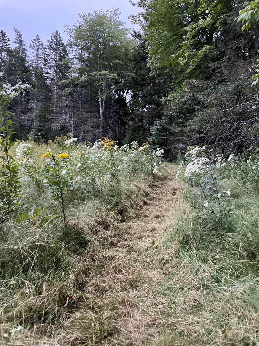 Camper submitted image from Wildberry Farm (Backyard Blueberries) - 2