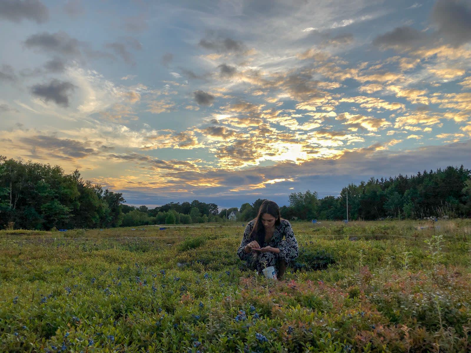 Camper submitted image from Wildberry Farm (Backyard Blueberries) - 5