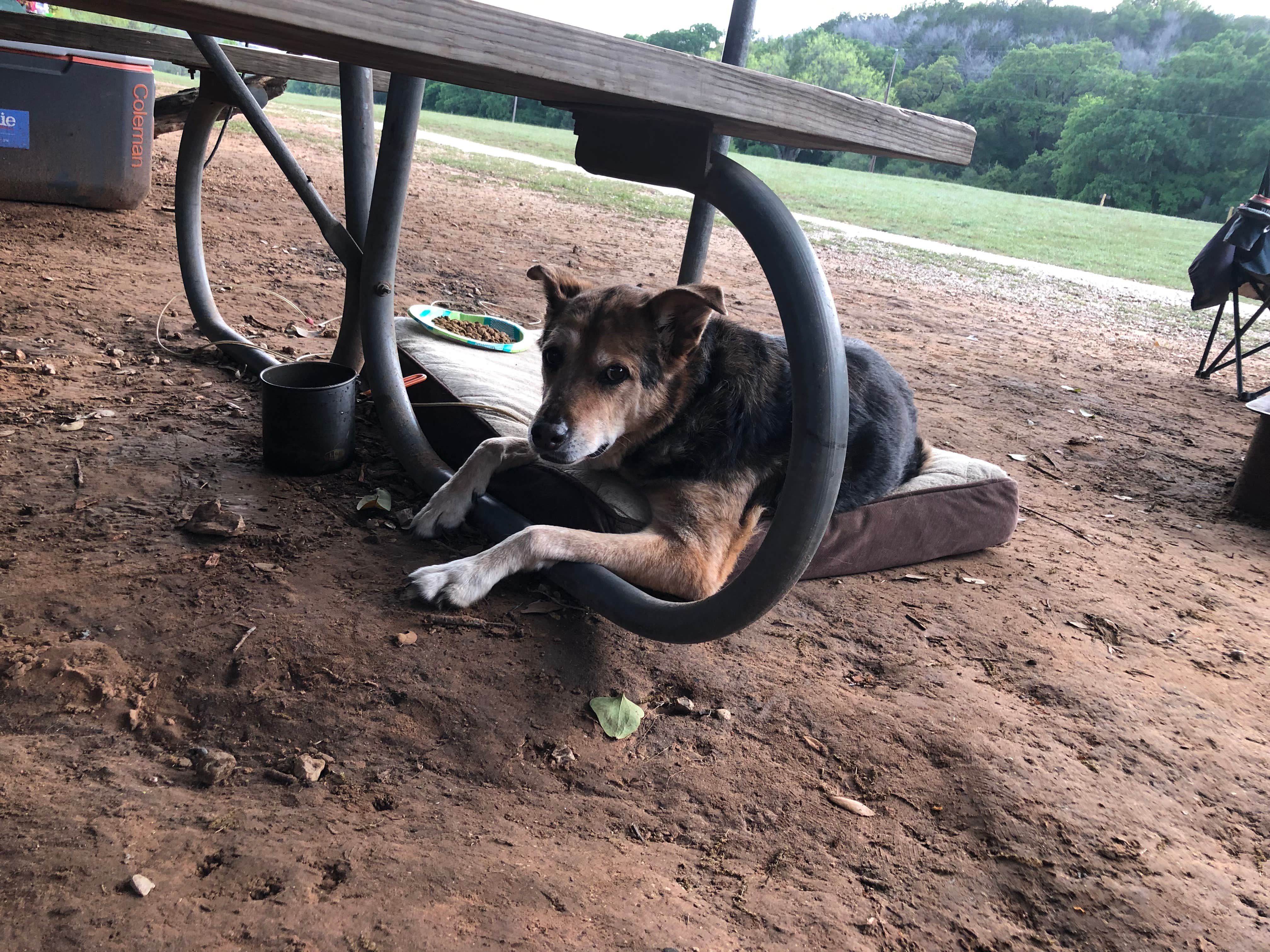 Cassandra C.'s photo of camping with pets at North Area — Colorado Bend State Park Campground near Lampasas, TX