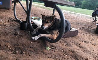 Cassandra C.'s photo of camping with pets at North Area — Colorado Bend State Park Campground near Kingsland, TX
