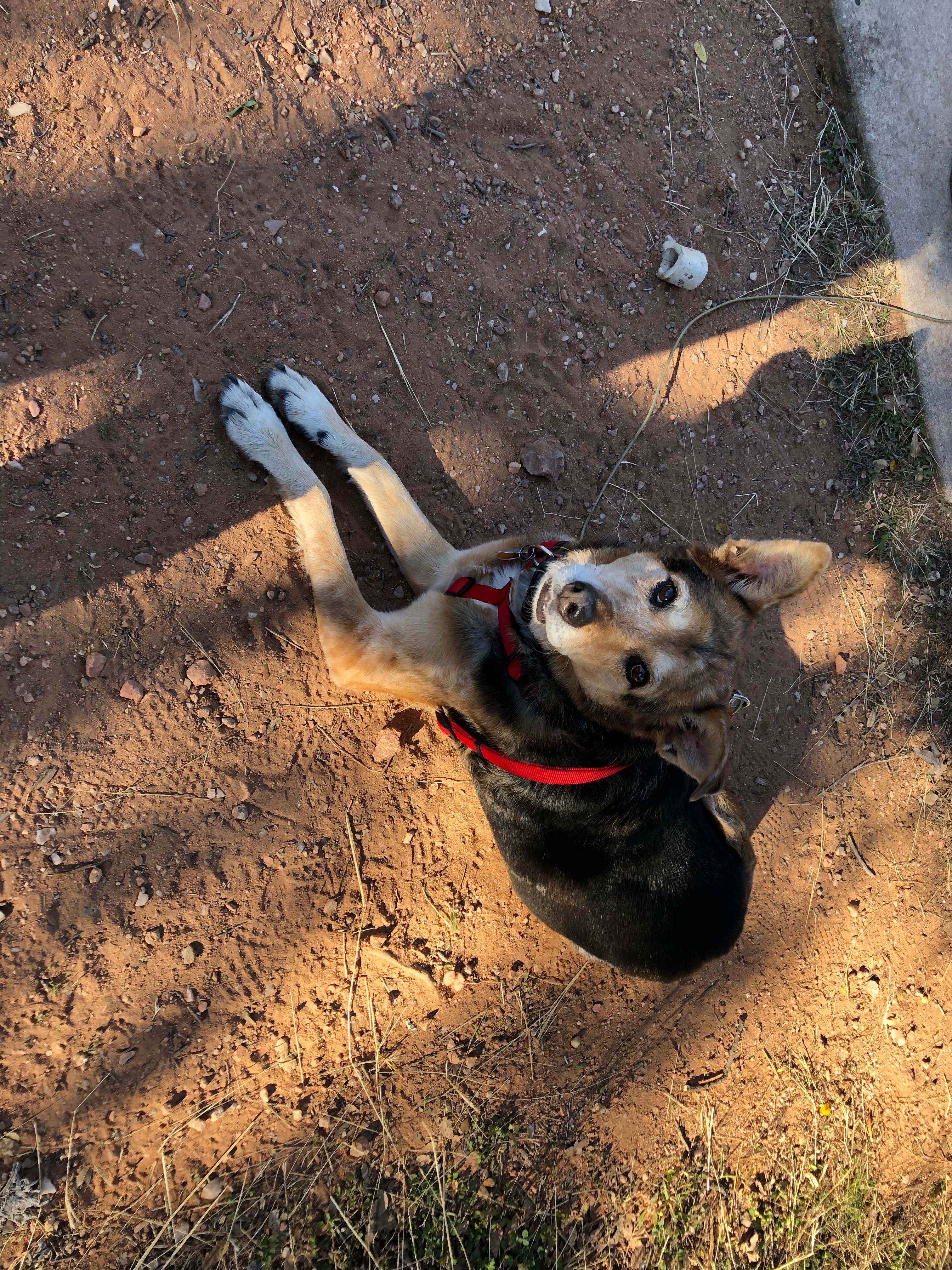 Cassandra C.'s photo of camping with pets at Inks Lake State Park Campground near Buchanan Dam, TX