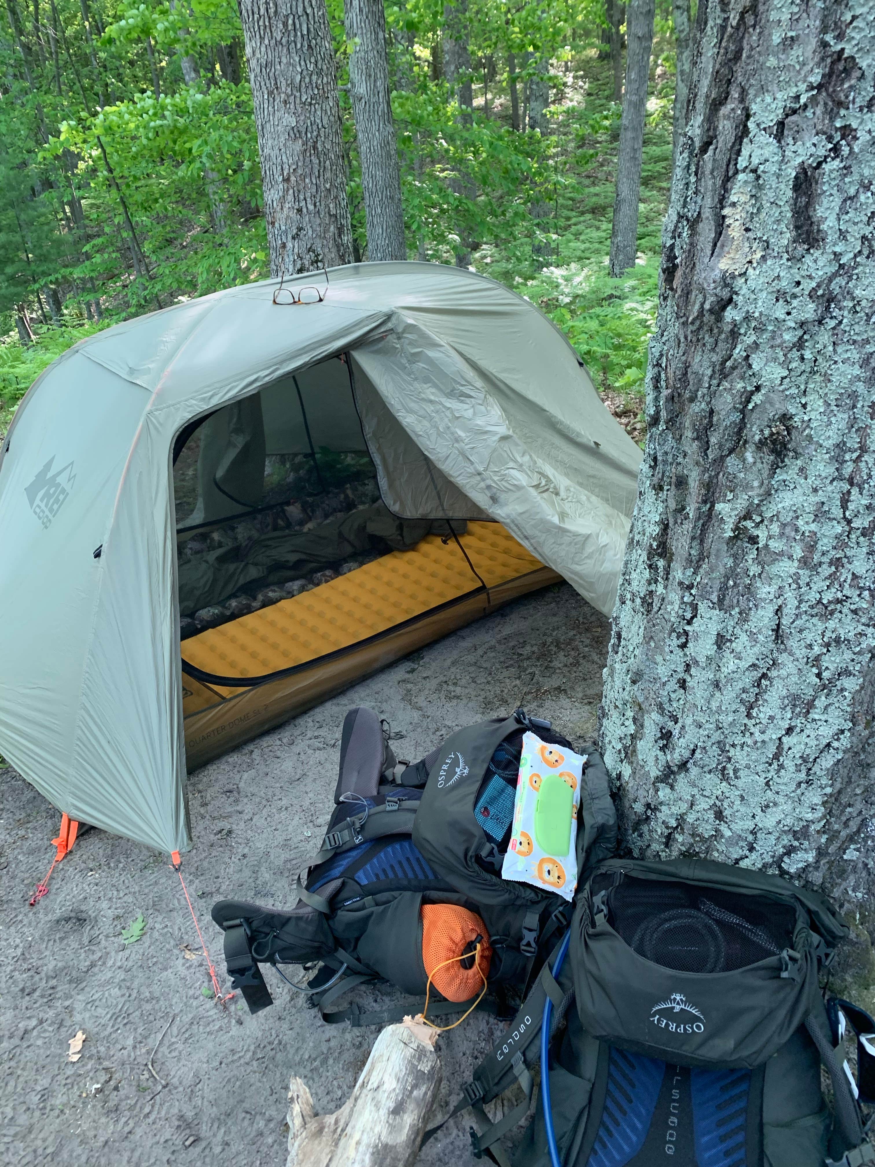 Troy L.'s photo of tent camping at Manistee River Trail Dispersed Camping near Cadillac, MI