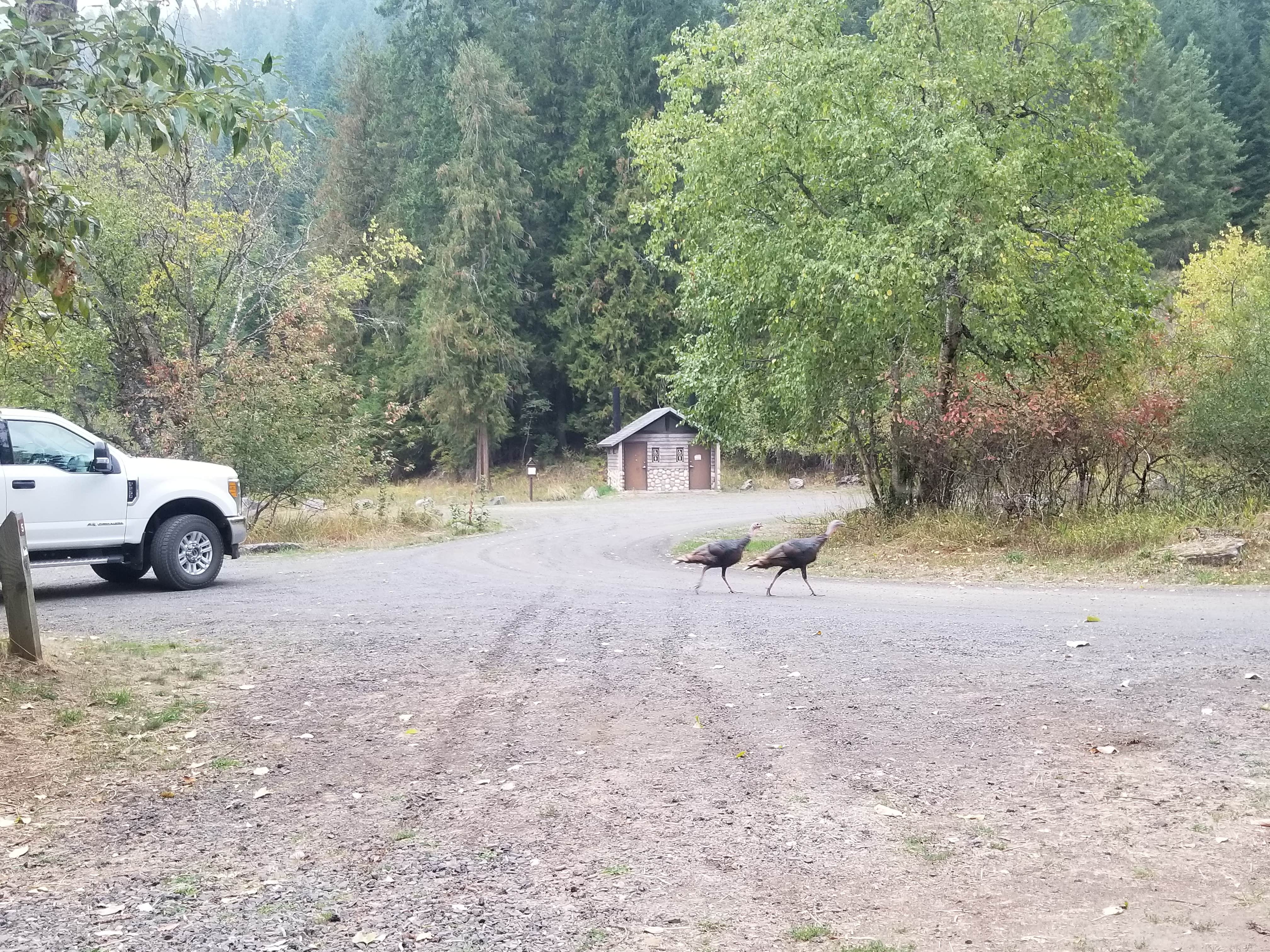 Camping near Johnson Bar Group Site: Johnson Bar Campground, Elk City, Idaho