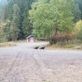 Review photo of Johnson Bar Campground by Caz M., September 11, 2021