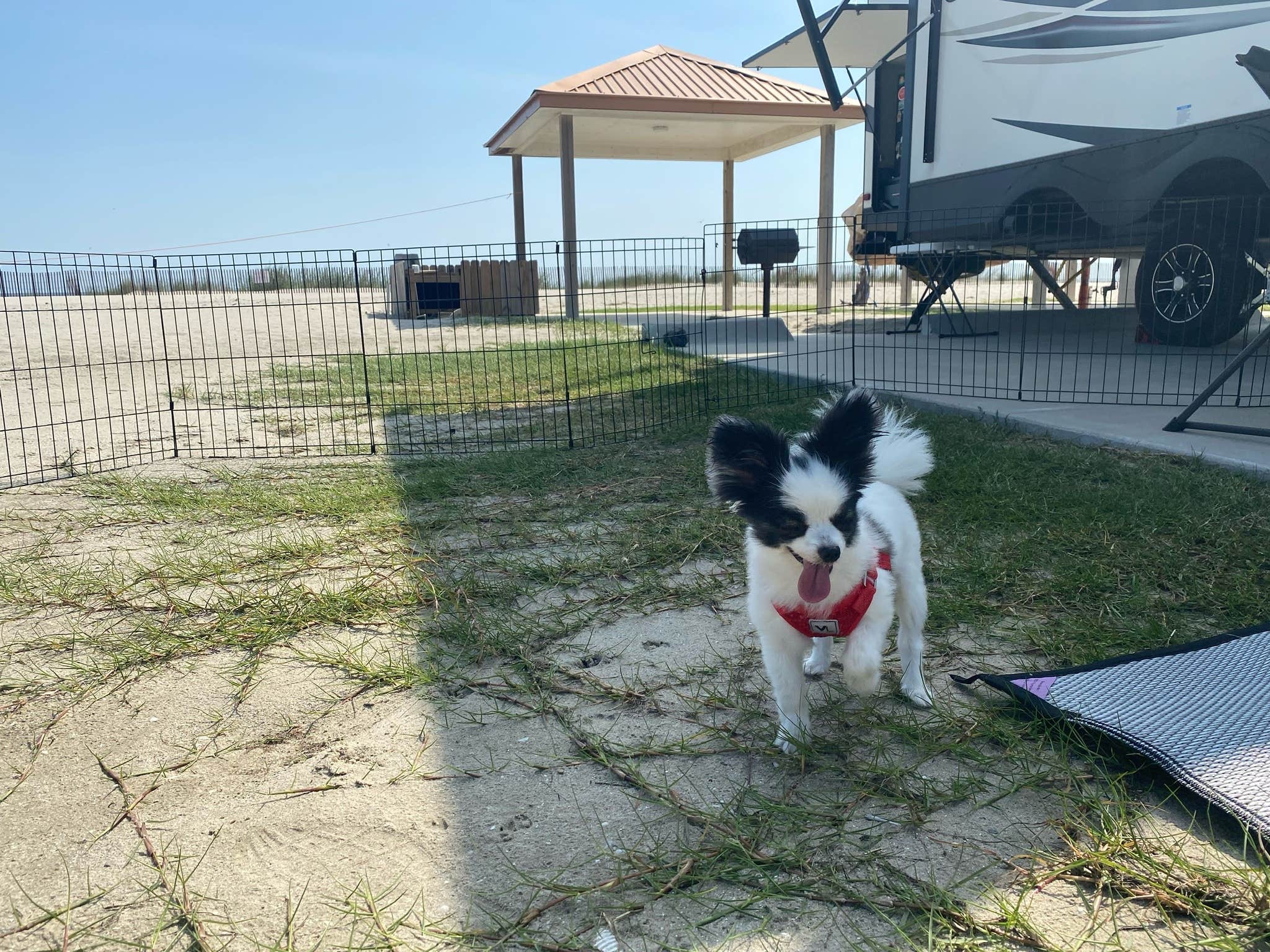 Johnnie S.'s photo of camping with pets at Pickled Pelican RV Park near Lake Charles, LA