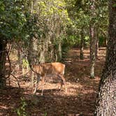 Review photo of Lake Kissimmee State Park Campground by Kelsey H., September 12, 2021