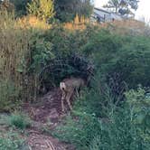 Review photo of Mountaindale Cabin & RV Resort by Heather S., September 12, 2021