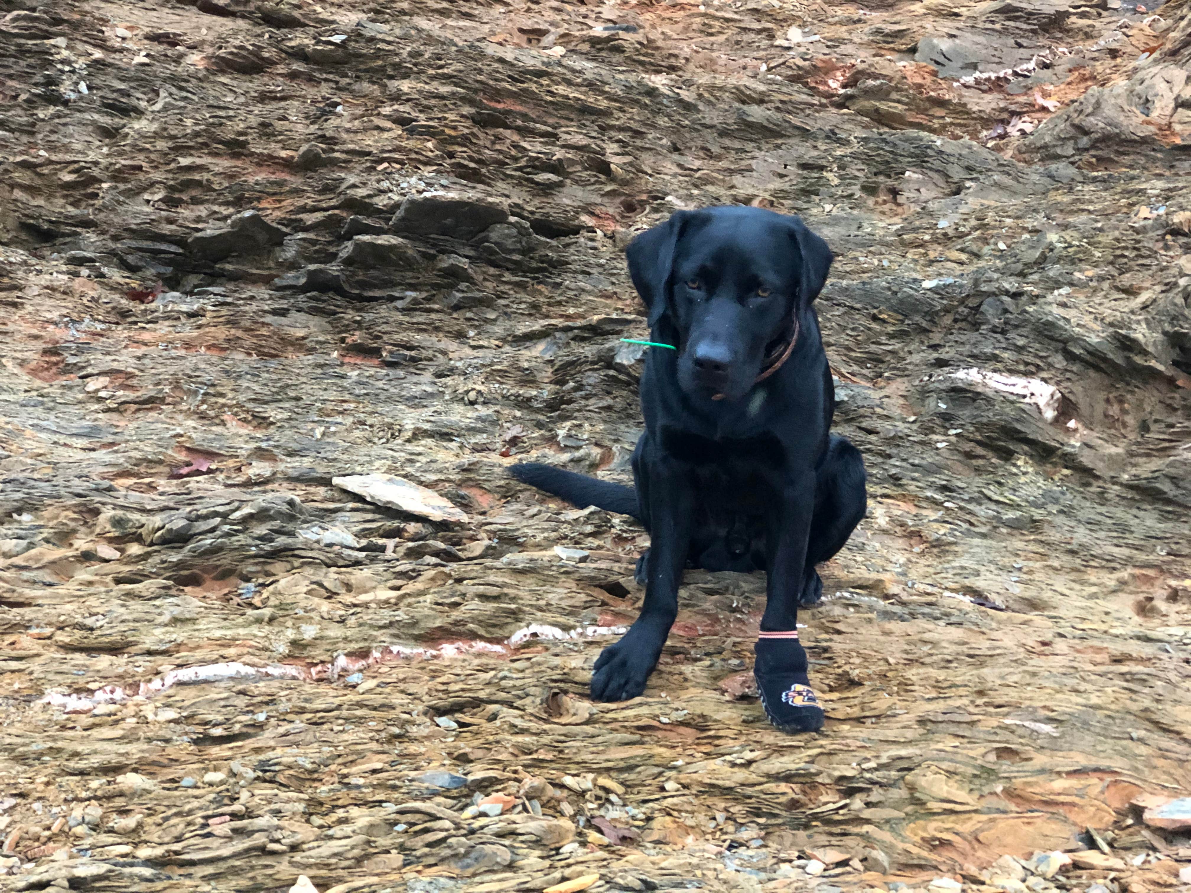 Aaron T.'s photo of camping with pets at Armadillo Campground - Beavers Bend State Park near Hugo Lake