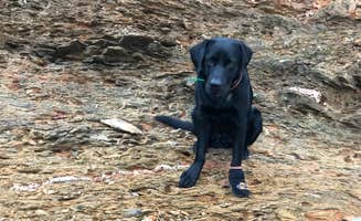 Aaron T.'s photo of camping with pets at Armadillo Campground - Beavers Bend State Park near Gillham, AR