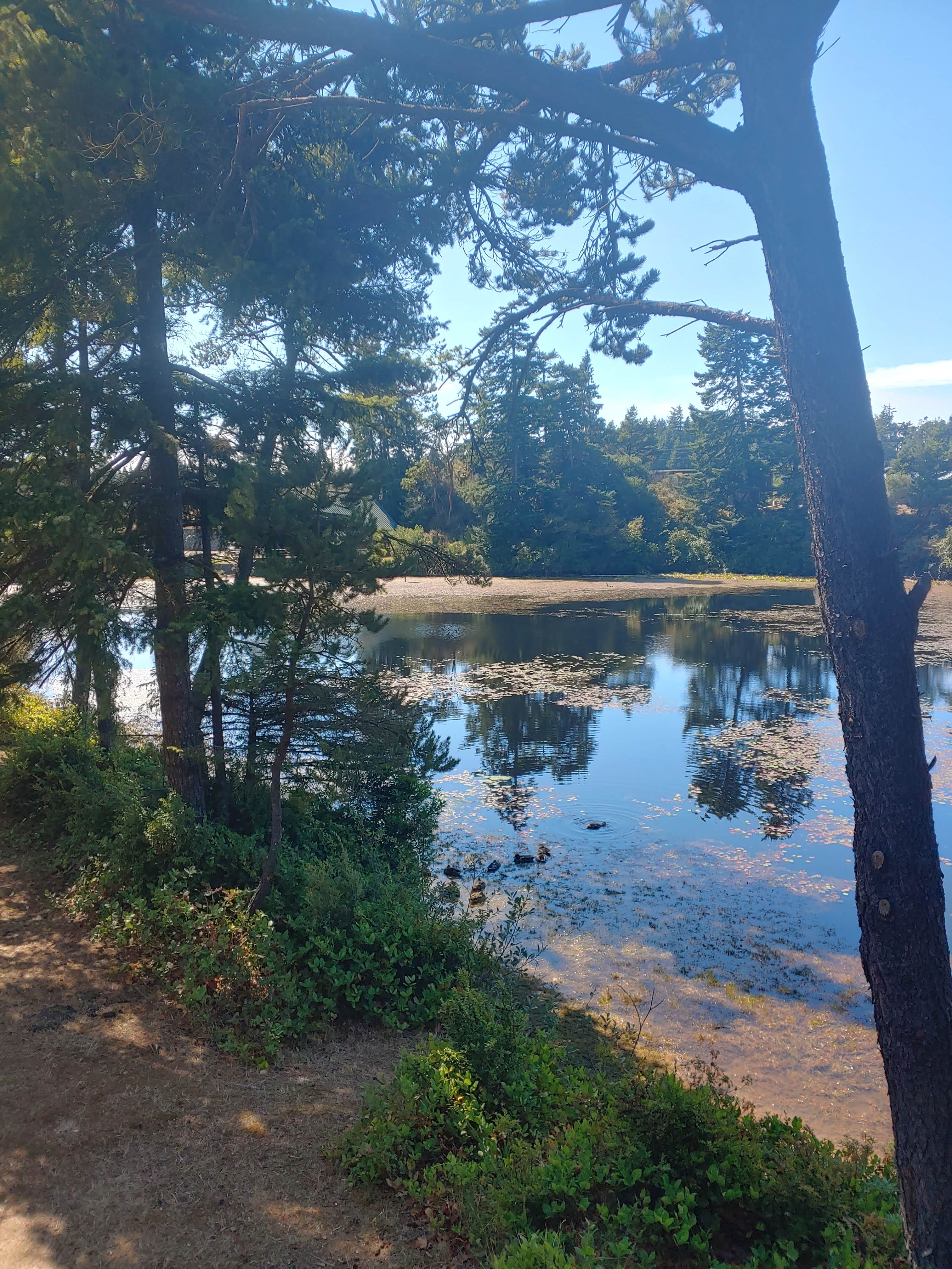 Camper submitted image from Oregon Dunes KOA - 2