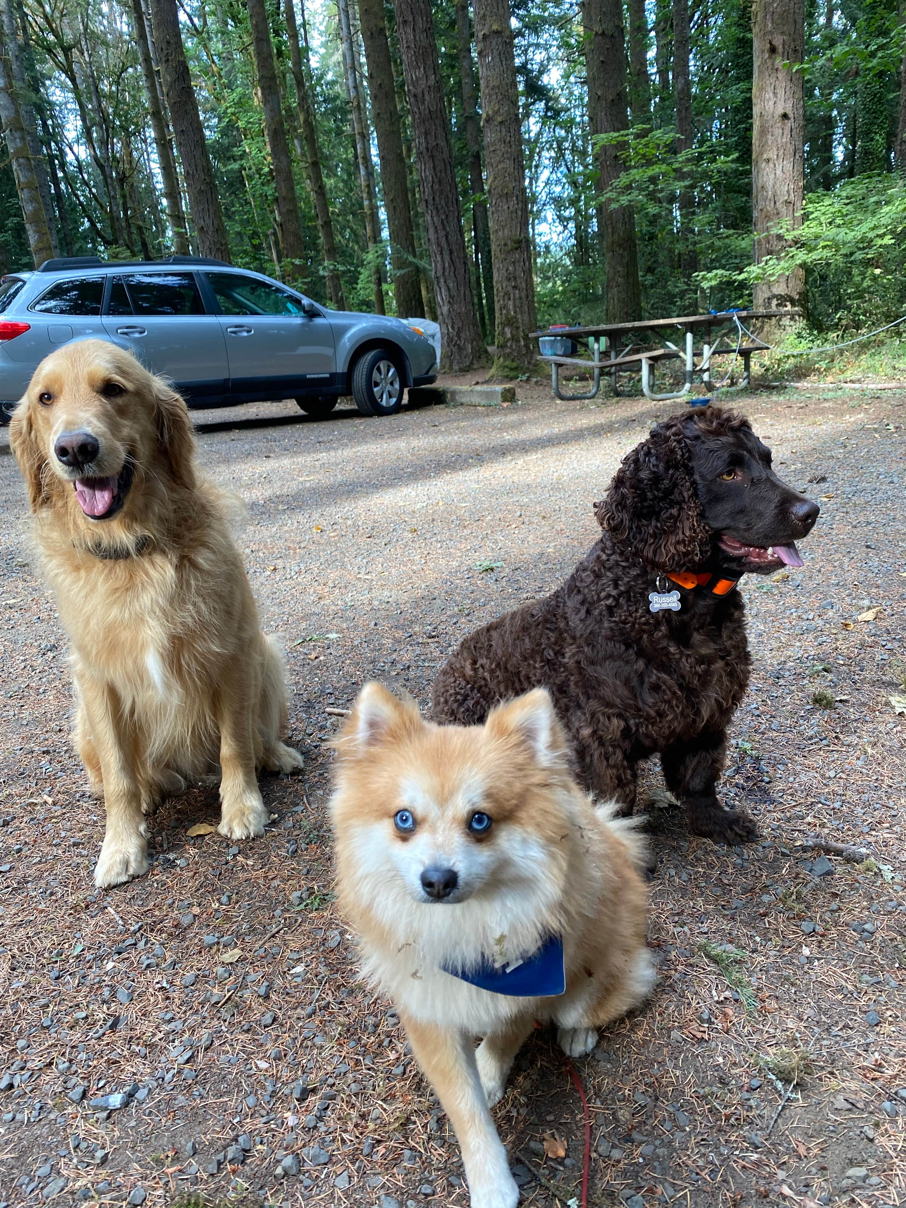 L & K S.'s photo of camping with pets at Rainbow Falls State Park Campground near Centralia, WA