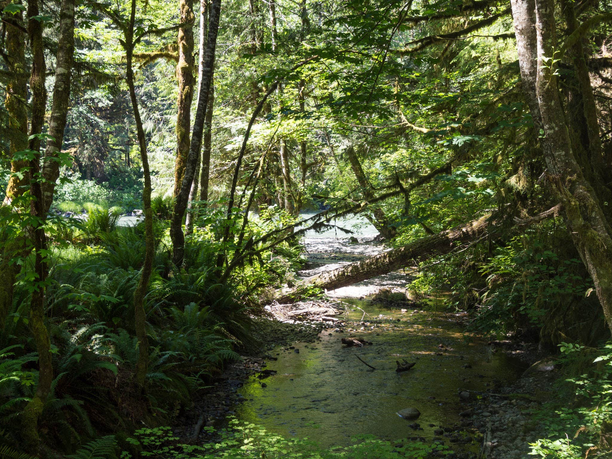 Camper submitted image from Verlot Campground - 2