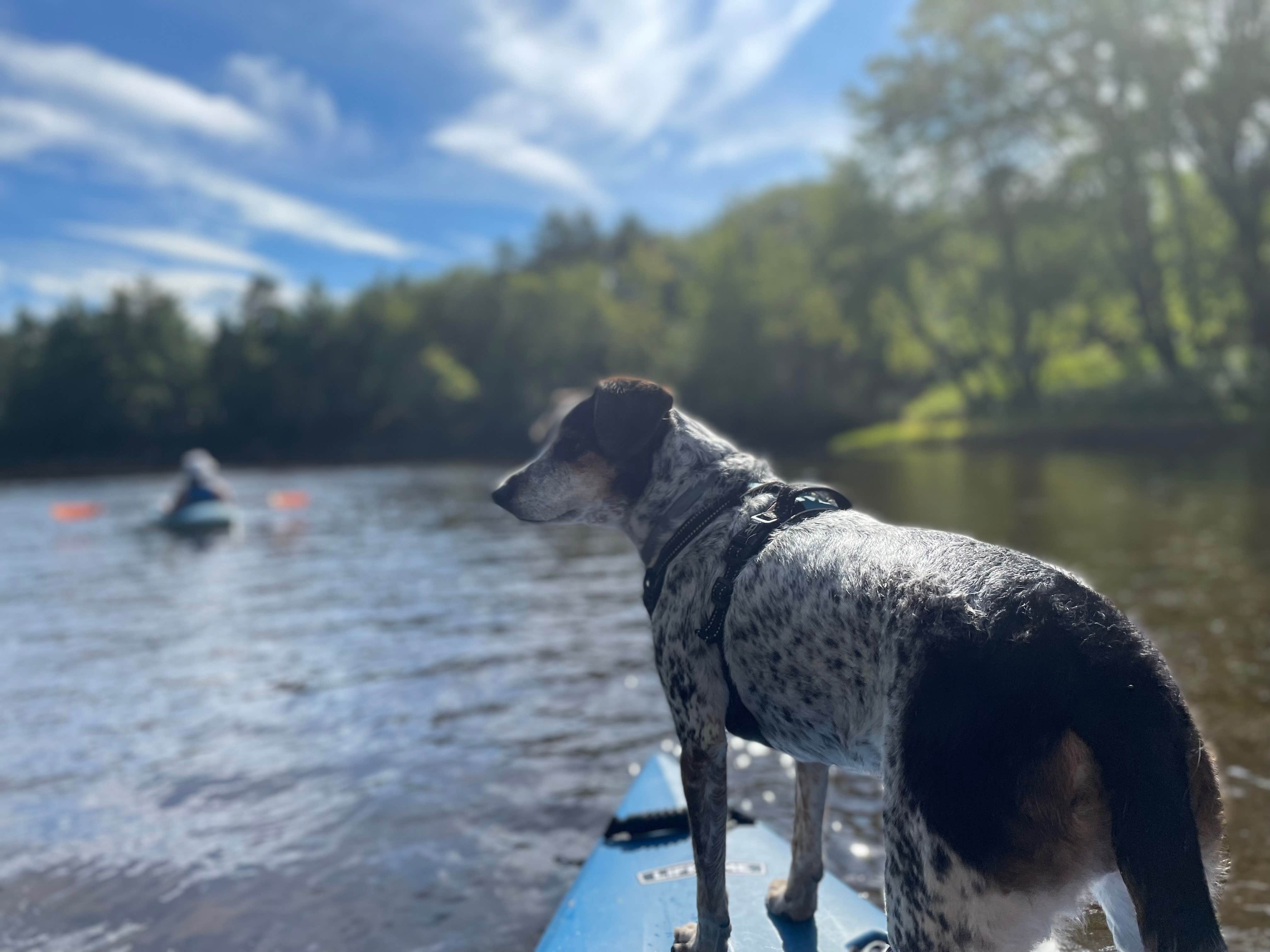 Kristy B.'s photo of camping with pets at On the Saco Family Campground near Fryeburg, ME