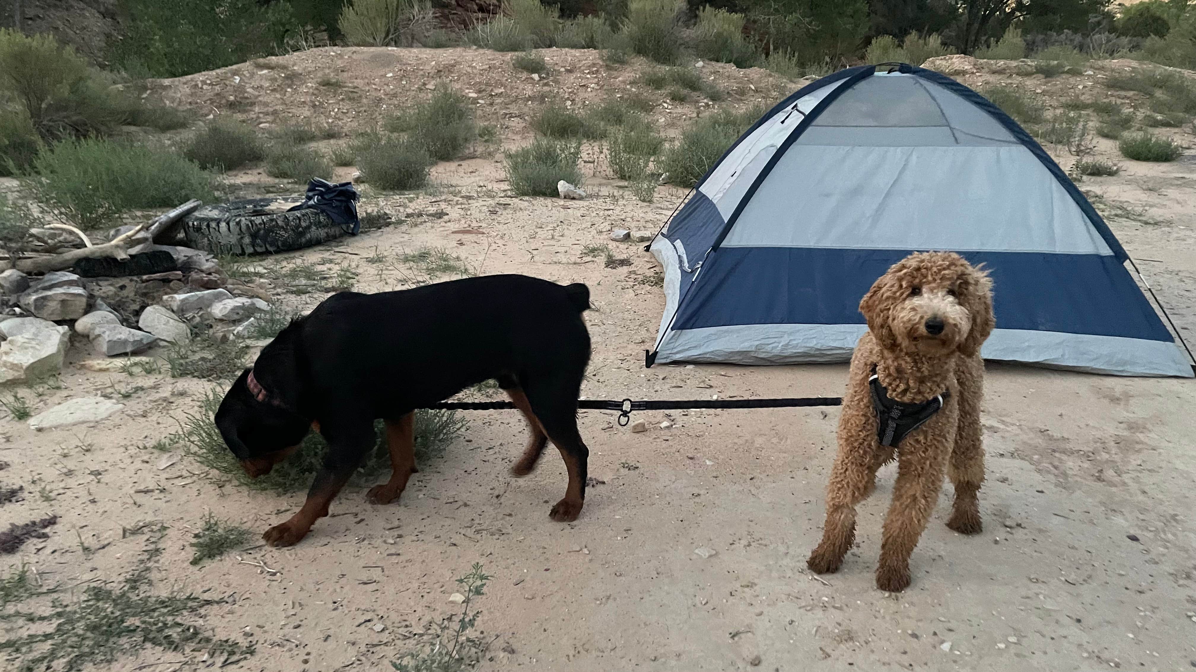 Kayla S.'s photo of camping with pets at Twin Hollows Canyon near Kanab, UT