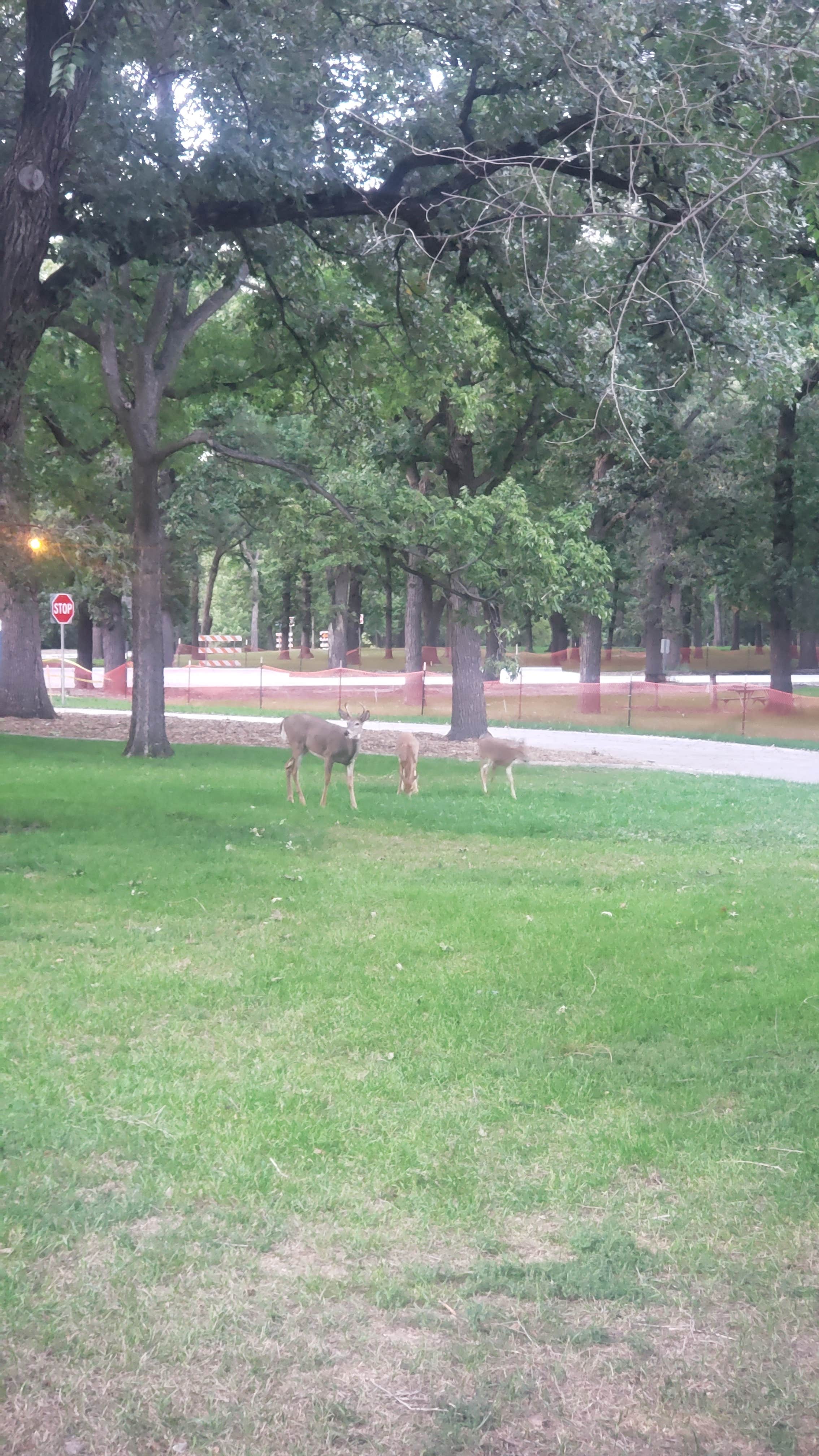 Tucker B.'s photo of camping with pets at Lindenwood Campground near Glyndon, MN