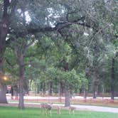Review photo of Lindenwood Campground by Tucker B., September 12, 2021
