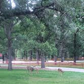 Review photo of Lindenwood Campground by Tucker B., September 12, 2021