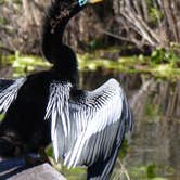 Review photo of Flamingo Campground — Everglades National Park by Bran P., July 21, 2016
