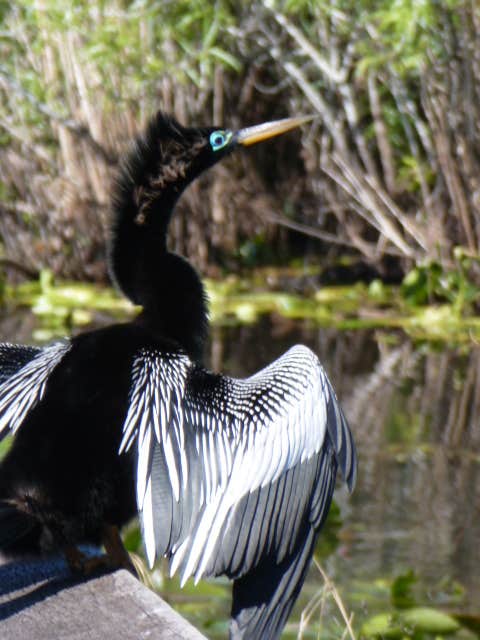 Camper submitted image from Flamingo Campground — Everglades National Park - 3