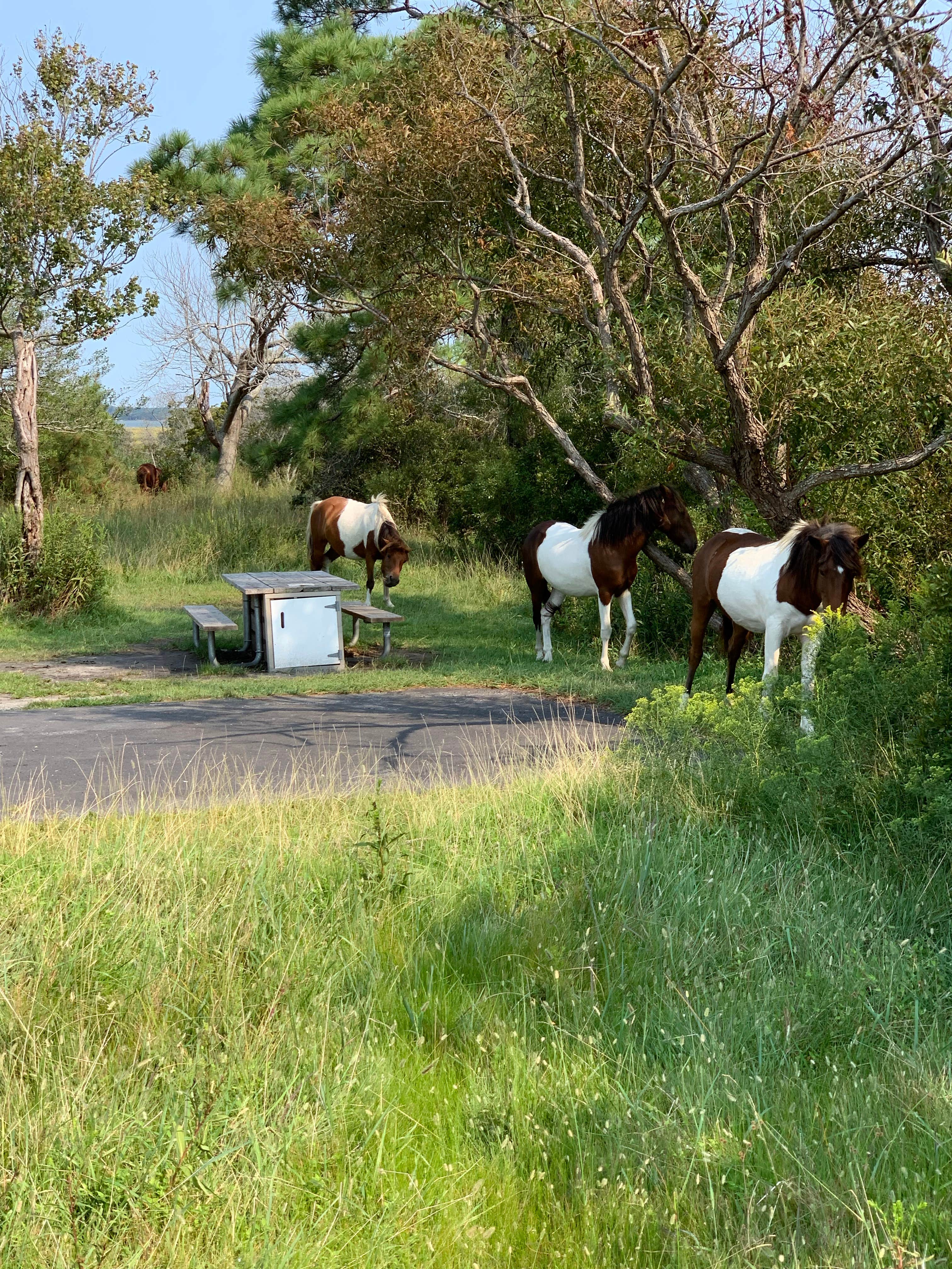 P's photo of camping with a horse at Bayside Assateague Campground — Assateague Island National Seashore near Snow Hill, MD