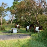 Review photo of Bayside Assateague Campground — Assateague Island National Seashore by P , September 12, 2021