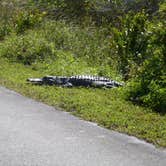 Review photo of Flamingo Campground — Everglades National Park by Bran P., July 21, 2016