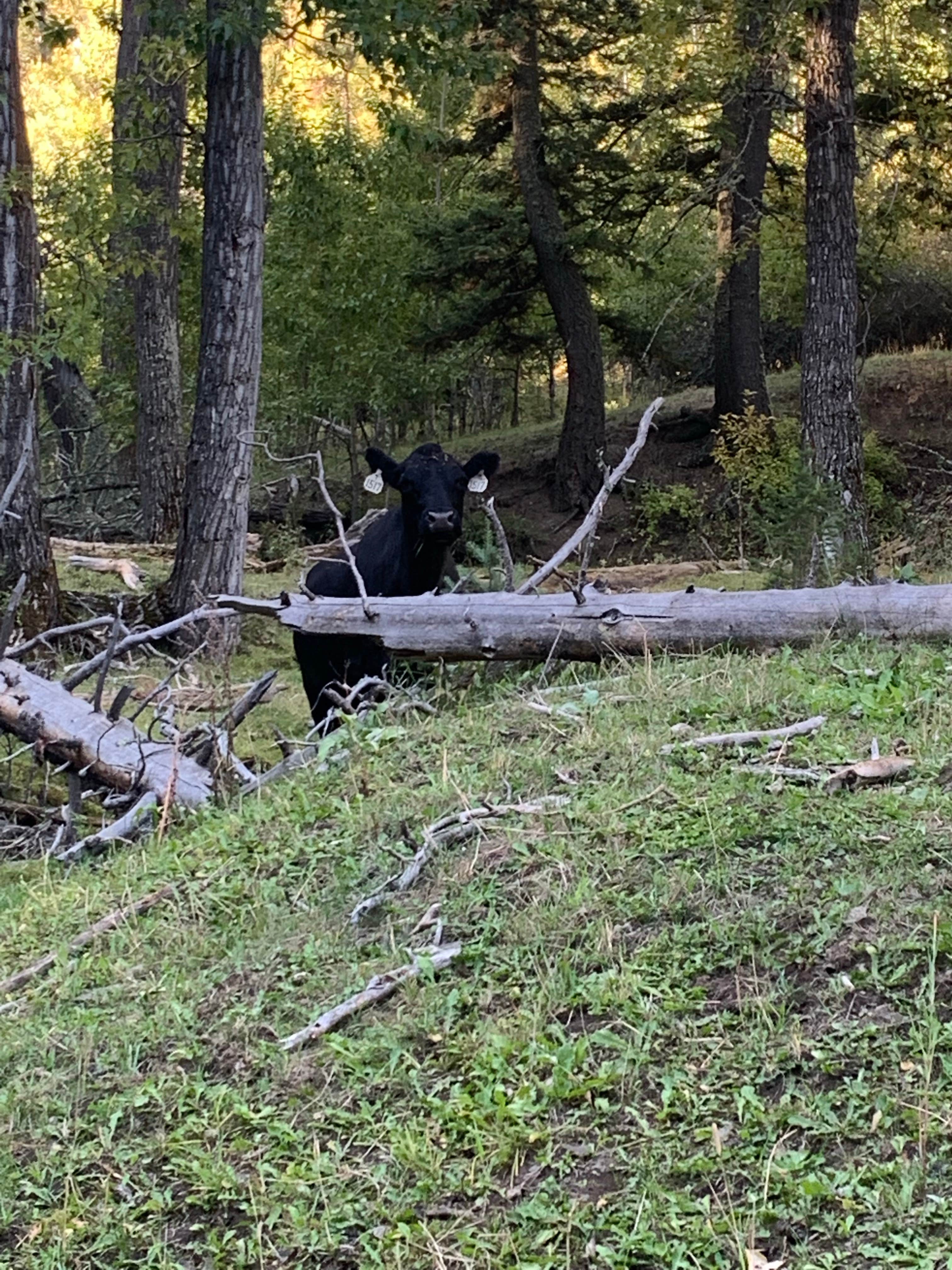Camper-submitted photo at Thain Creek near Stanford, MT